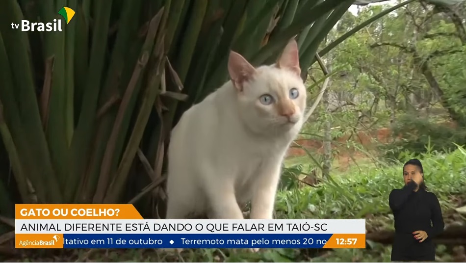 Gatoelho': saiba por que animal parece ser metade gato e metade